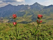 66 Gentiana purpurea (Genziana porporina) con vista su San Simone-Baita del Camoscio, Cavallo e Pegherolo